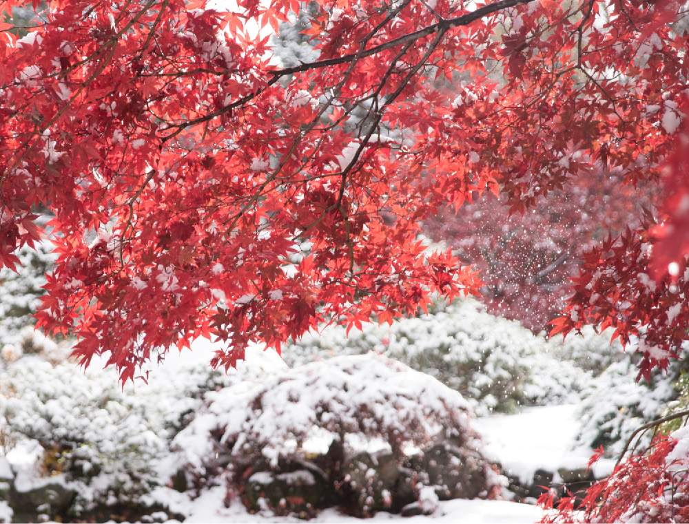 お出かけ先の画像 by satoさん | お出かけ先とノムラモミジとnikond610と紅葉フォトコン2020と豊平公園と北海道と札幌と ゆき