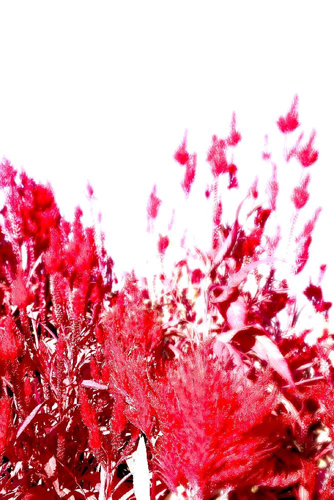 お出かけ先の画像 by ☆⁑*Happy*.˖٭ʜᵅᵖᵖᵞ☆·͜·ೢさん | お出かけ先と多肉植物と観葉植物と植物のある暮らしといつもありがとう♡と多肉大好きとおうち園芸と今日の一枚と多肉女子と真っ赤といやし♪とグリーンと素敵