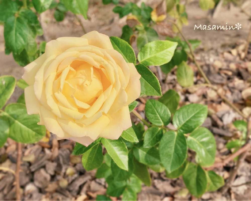お出かけ先の画像 by masaminさん | お出かけ先とバラ、薔薇、ばらとみどりのある暮らしと水曜ローズショーとおうち園芸とコロナに負けるな!とガーデニングと平和な日々を願いと癒し…♡と꒰ღ˘◡˘ற꒱かわゅ~と花のある暮らしとばらに魅せられてと1,000万枚突破とビオラ苗ケース希望