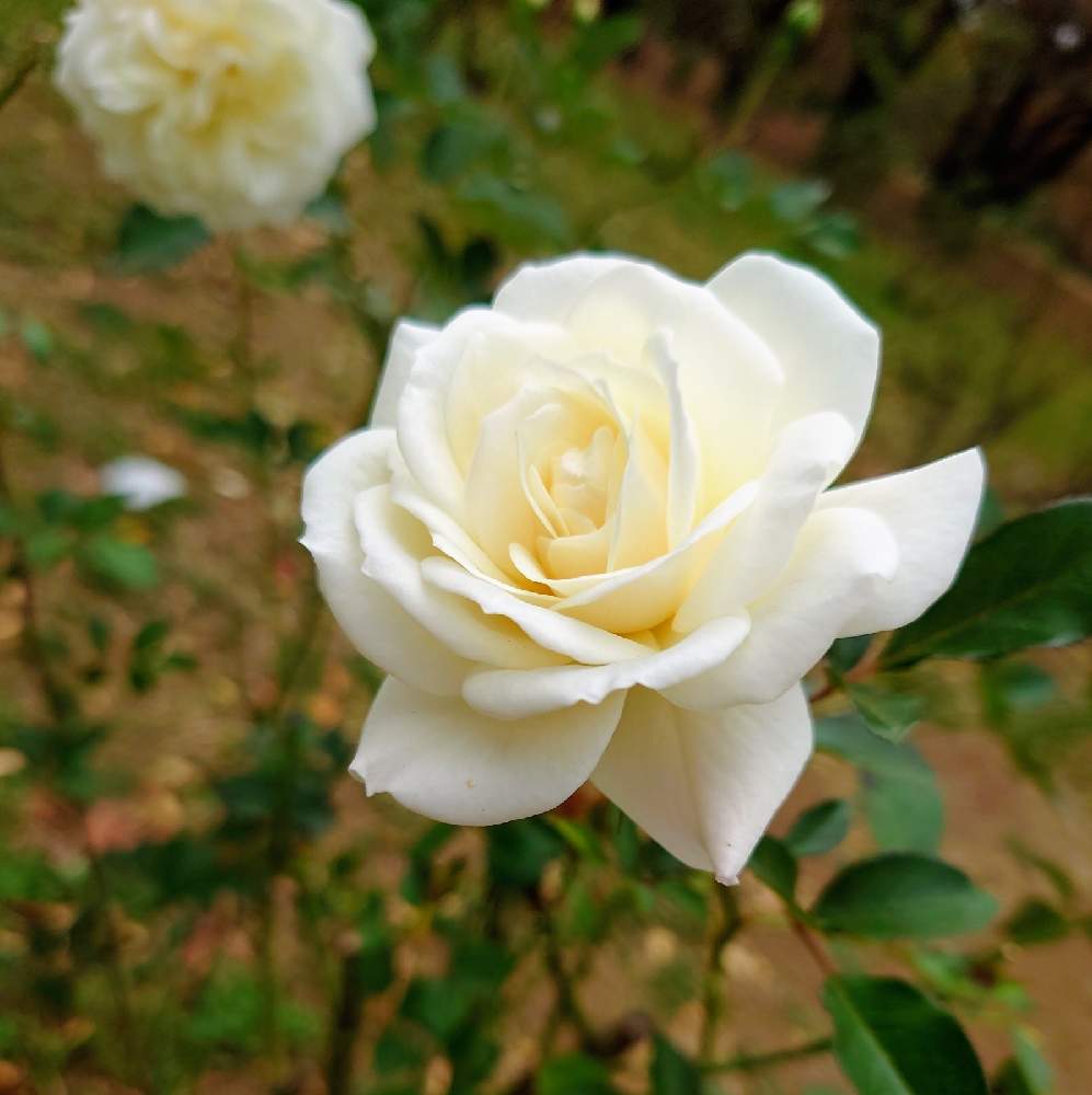お出かけ先の画像 by カタカゴさん | お出かけ先と薔薇 ホワイトクリスマスと癒やされると代々木公園と医療・介護の皆様に感謝と乗り切ろうコロナと水曜ローズショーと秋の風情ときれいと頑張れ日本とありがとう医療従事者の方々と白い花と薔薇♪と良い香りと㊗️すずさん1700pic