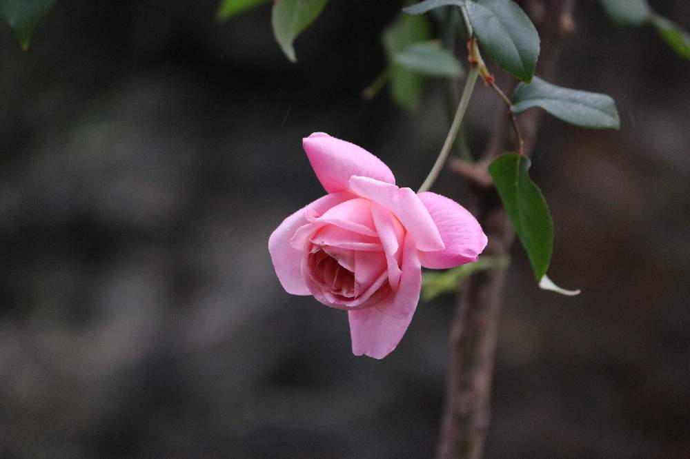 小さな庭の画像 by eikoの庭さん | 小さな庭とばら バラ 薔薇と水曜ローズショーと手作りの庭とマイガーデンとナチュラルガーデンと薔薇の庭とガーデニングと花のある暮らしとお庭