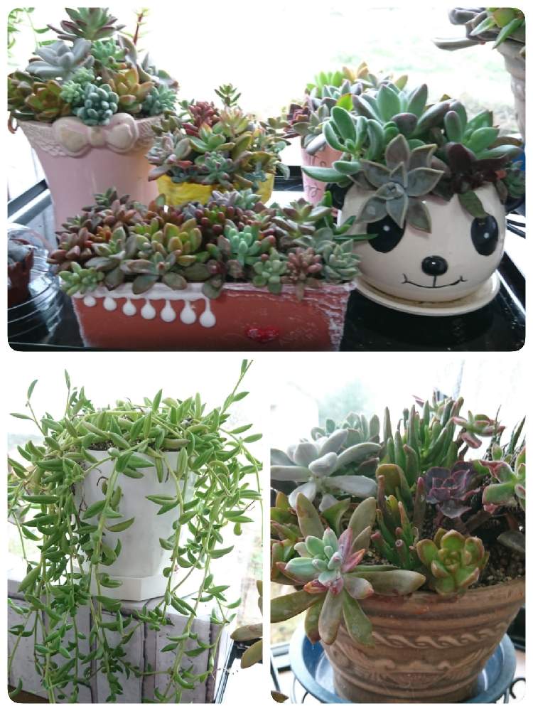 窓辺の画像 by いちごちゃんさん | 窓辺と多肉植物いろいろと多肉植物と可愛いね♡とキュンキュン乙女倶楽部とHTC