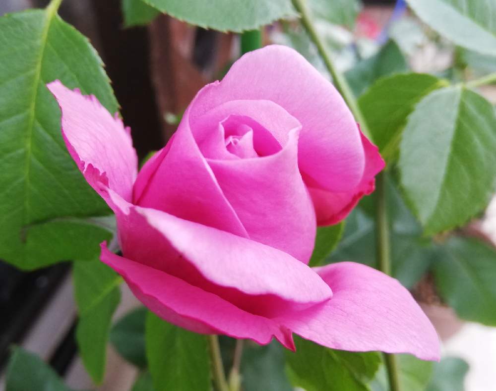 玄関の画像 by こよー2ndさん | 玄関とおうち園芸と薔薇、シャルル・ド・ゴール