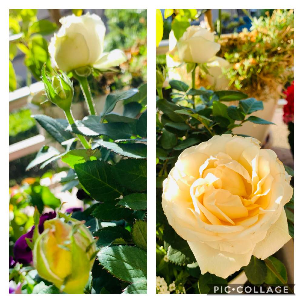 バルコニー/ベランダの画像 by レオとヤエさん | バルコニー/ベランダとミニ薔薇♡と花のある暮らしとおうち園芸