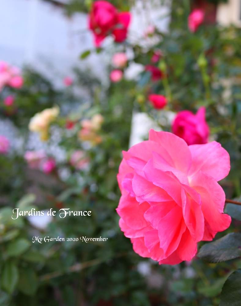 の画像 by モコママさん | 薔薇♪とバラを楽しむとばら バラ 薔薇