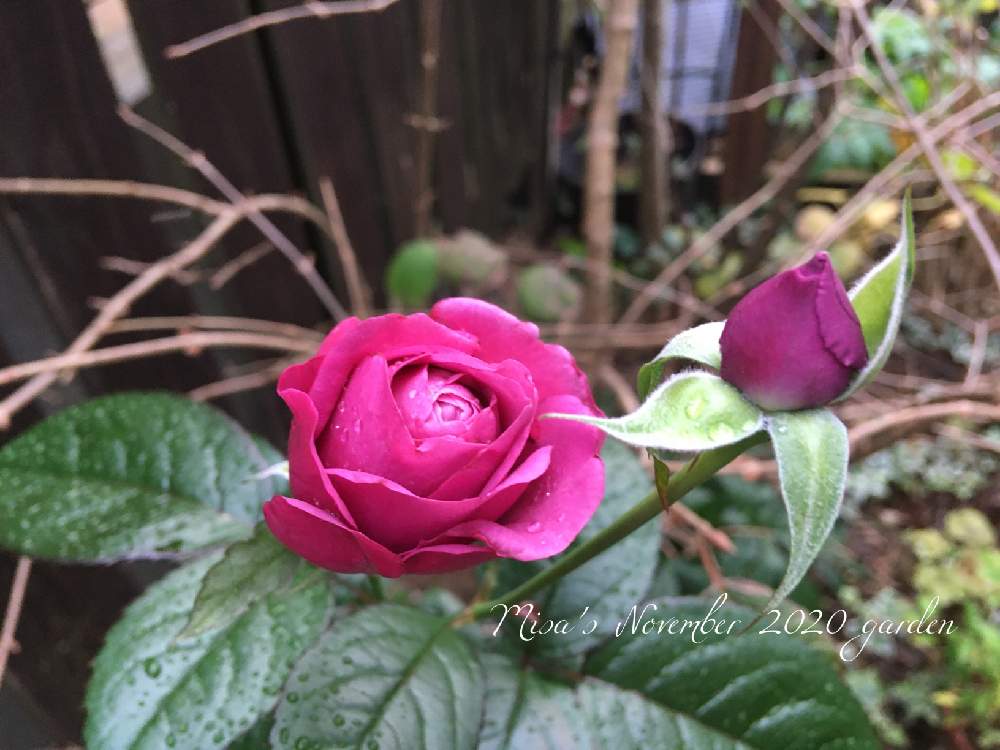 小さな庭の画像 by misaさん | 小さな庭とバラとプラムパーフェクトとHTCと植物のある暮らしと薔薇愛同盟とバラのある暮らしとGSのみなさんに感謝♡とおうち園芸と頑張れ地球‼️と植中毒とバラと夢CLUBと❤️いいね、ありがとうと無農薬とGSでバラ園と花のある暮らしとお庭とバラ・ミニバラと頑張れ❗️日本