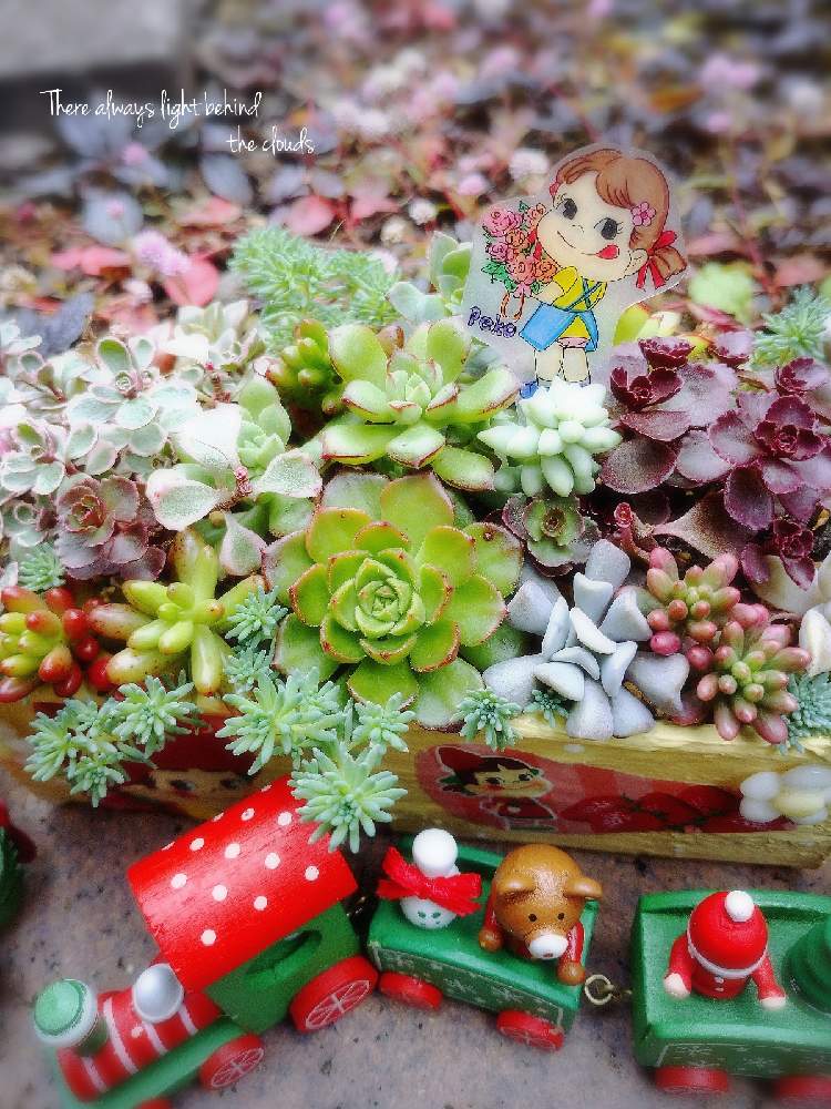 小さな庭の画像 by マリモ.:*ฺ✤ฺさん | 小さな庭と多肉植物とサンタさんと多肉大好きとペコちゃん祭りとありがとう♡とクリスマス月間と毎日を特別にとおきにいり ♡とHappy Lifeとぴーちゃんのプラ板と晴れの国タニラーGPと多肉女子とぴーのピックღと小さな幸せ♡と心の癒しといやされるとペコちゃんと多肉寄せ植えといやし♪とクリスマス