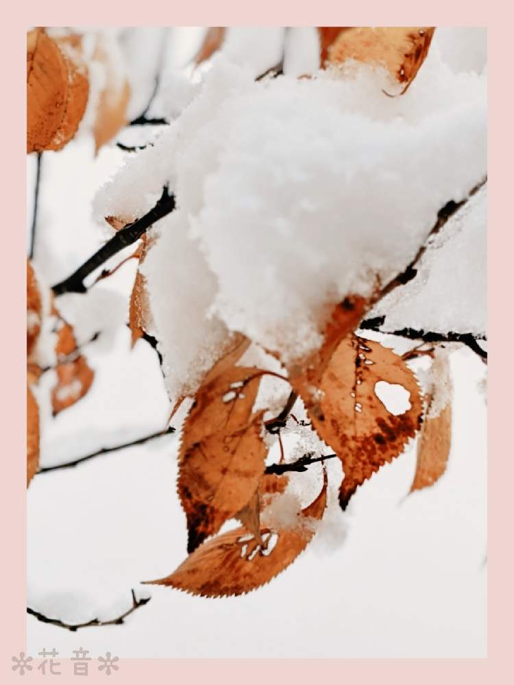 小さな庭の画像 by 花音さん | 小さな庭と雪景色と木の葉とコロナに負けないとぼちぼちと…と北海道と冬景色と小さな幸せと繋がりに感謝✨とほっこりと紅葉フォトコン2020