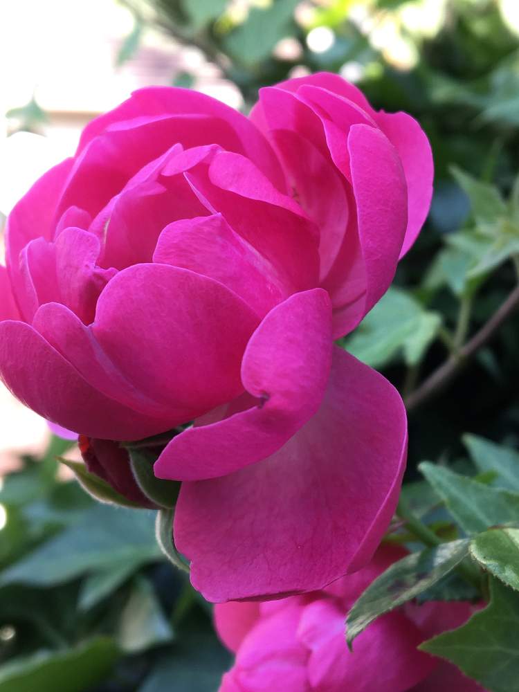 エクステリアの画像 by meimommyさん | エクステリアとバラ アンジェラとお花がある暮らしと薔薇 バラ ばらとおうち園芸とお花に癒されてとお庭のバラとガーデニング