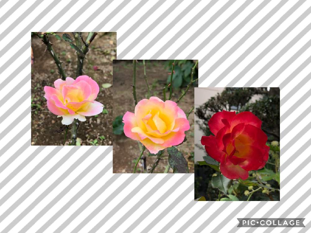 の画像 by やっちゃんさん | 水曜ローズショーとおうちde菜園とおうち園芸とキュンキュン乙女倶楽部No.279と多肉女子と花のある暮らしとチーム・ブルーNo.036とiPhone撮影