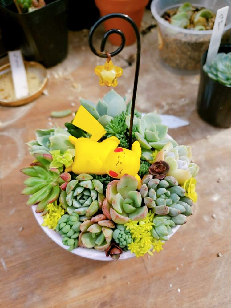 小さな庭の画像 by 芽吹さん | 小さな庭と多肉植物とおうち園芸と多肉植物 韓国苗とエケベリア属と多肉女子と多肉植物とサボテンと多肉棚と多肉植物 多肉の有るくらし
