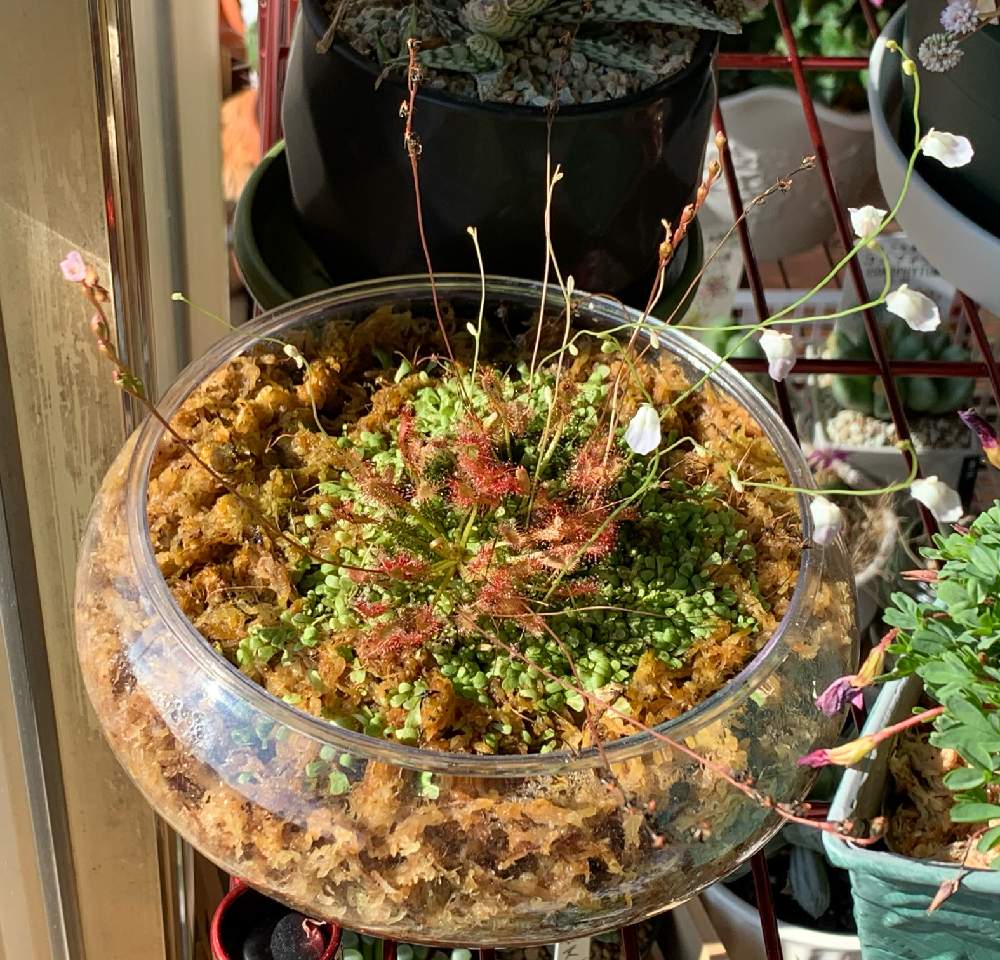 の画像 by ちきさん | モウセンゴケとミミカキグサ リビダと開花と食虫植物と寄せ植えと季節の寄せ植え2020とおうち園芸