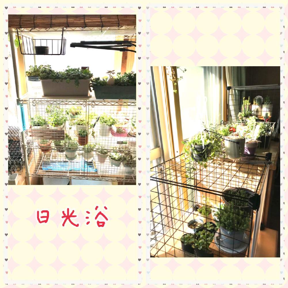 部屋の画像 by makimay(マキメイ)さん | 部屋と多肉植物と猫対策とおうち園芸と北海道と多肉寄せ植えと多肉初心者と室内日光浴