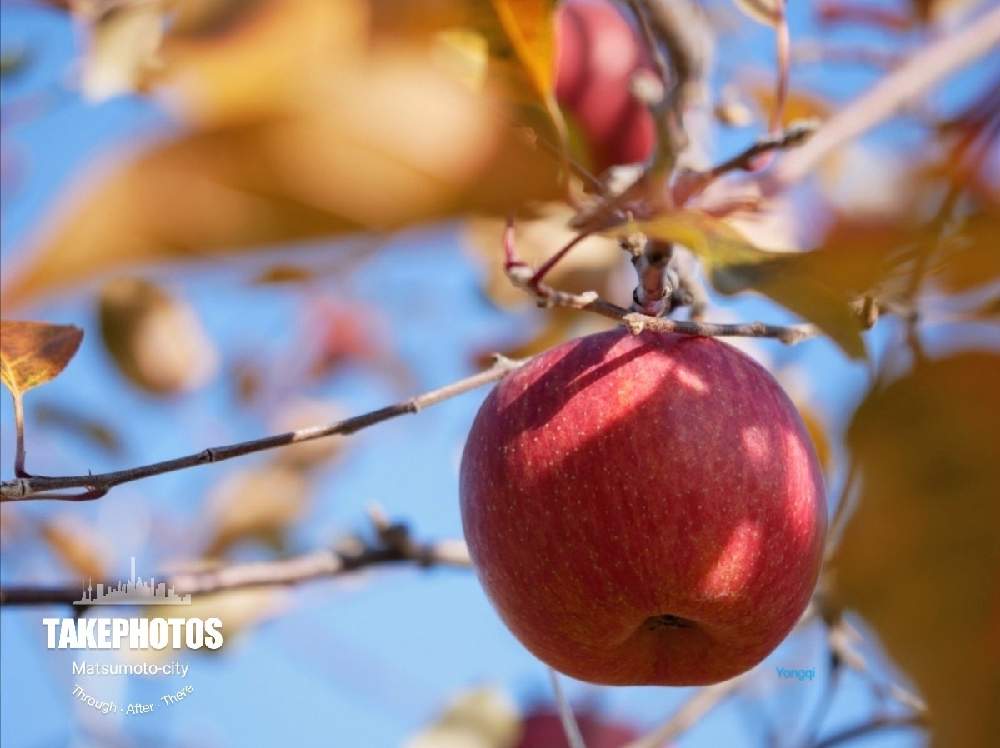 お出かけ先の画像 by ゆうき wojiao yongqiさん | お出かけ先と紅葉フォトコン2020とリンゴの木と紅葉(こうよう)と老眼鏡使用と早く日常の生活に