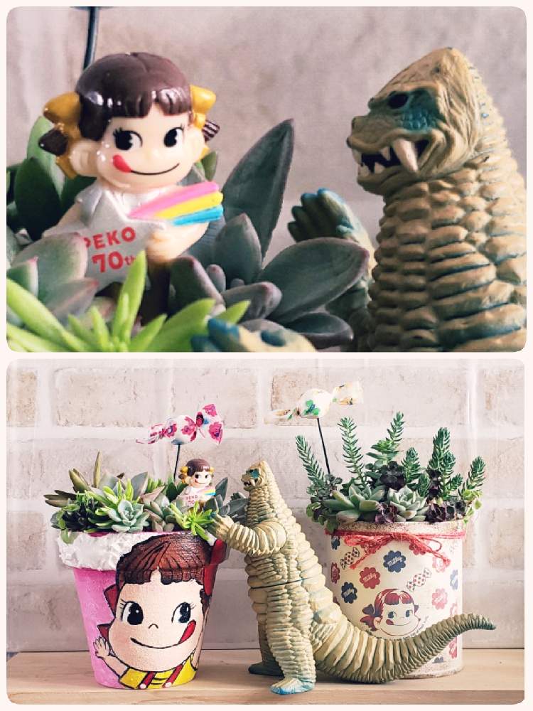 部屋の画像 by なつ子さん | 部屋と多肉植物とトワさんのリメ鉢と医療・介護の皆様に感謝とペコちゃん祭りとひやみかち首里城!とおうち園芸とバラと夢CLUBとさくら餅子さんのリメ缶とGSアダルトチームとたにおたくらぶとなつ子怪獣コラボシリーズ