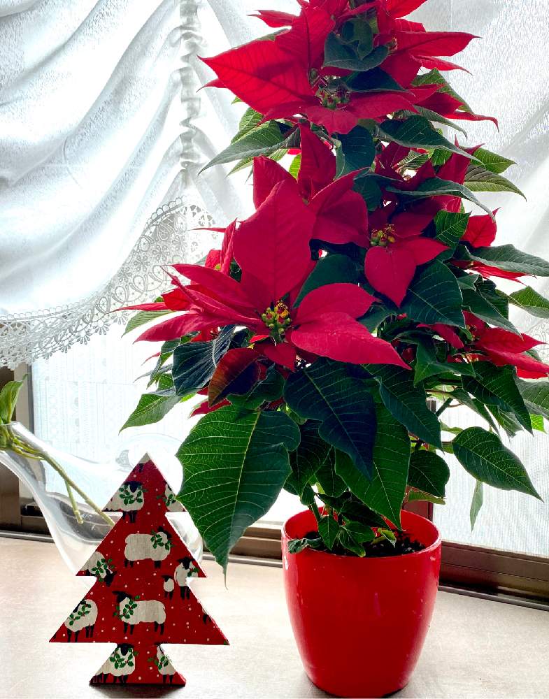 部屋の画像 by hanahiroさん | 部屋とクリスマスまでカウントダウンとミニクリスマスツリーとポインセチア♡とポインセチア 赤とカウントダウンを楽しみましょうとクリスマスツリーオブジェ❤︎と花のある暮らしとこの世は美しさで満ちている