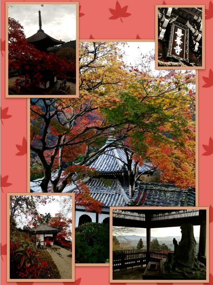 お出かけ先の画像 by ✨花鳥風月堂✨さん | お出かけ先と京都府と燃ゆる秋とハイキングと紅葉(こうよう)と庭園と善峯寺とあきと西国三十三所と洛西