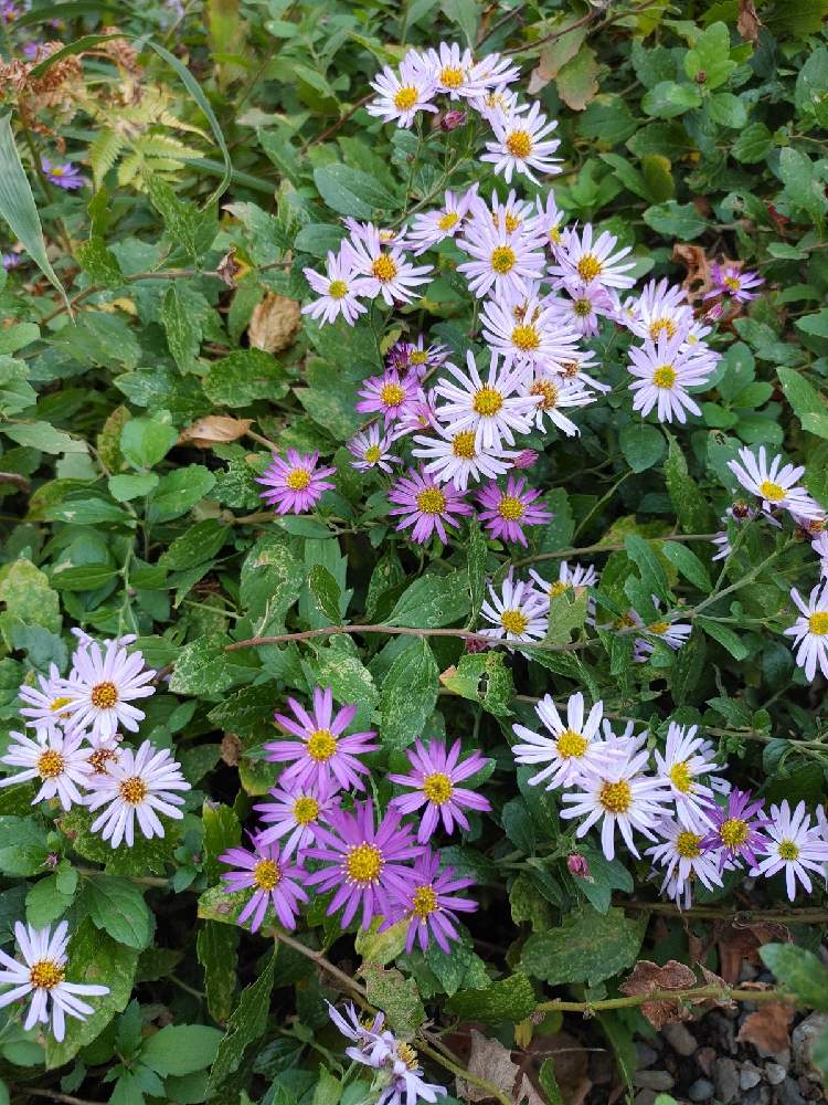 広い庭の画像 by ぴよさん | 広い庭とノコンギクと地植えと花のある暮らしと野生的とおうち園芸