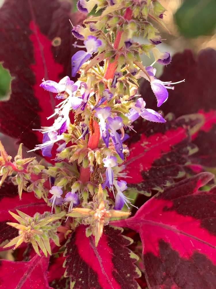 の画像 by n_enjoymamaさん | コリウスの花と庭パトと狭い庭と知らぬ間にとおうち園芸とEnjoy My Gardenと鉢植えとガーデニングと初めてとチーム福岡