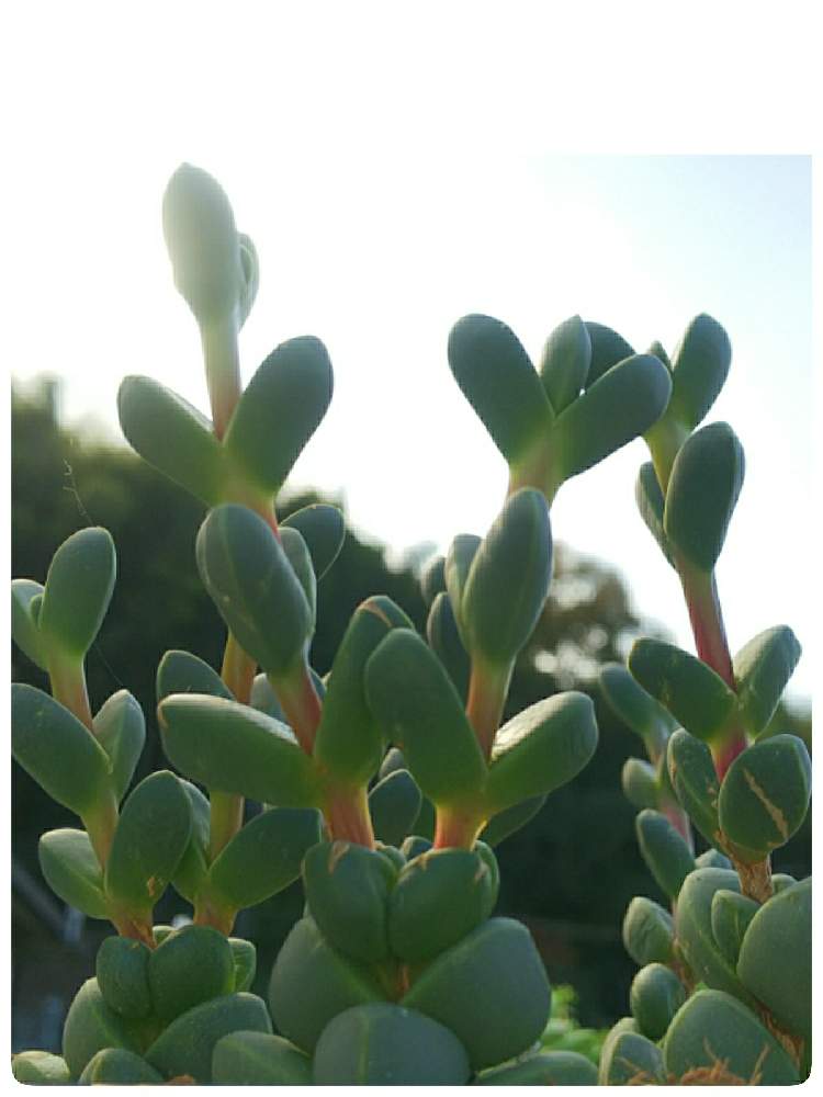 小さな庭の画像 by ANNTさん | 小さな庭とレーマニーと多肉植物と植物のある暮らしとおうち園芸