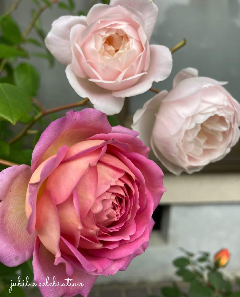 の画像 by hanamizukiさん | ジュビリーセレブレーションとデズデモーナとばら バラ 薔薇とバラ鉢植えとイングリッシュ・ローズと薔薇♪と薔薇あど