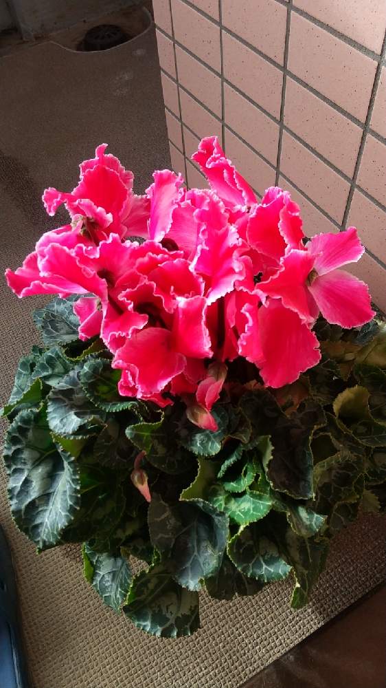 バルコニー/ベランダの画像 by 和の花♪さん | バルコニー/ベランダとシクラメンとおうち園芸