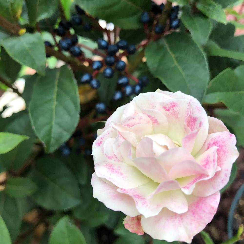 小さな庭の画像 by ぷるんさん | 小さな庭とばら バラ 薔薇とグラデーションと花ブローチ倶楽部とナチュラルガーデンとおうち園芸と名前の分からない薔薇と薔薇が好き❤と庭のある暮らしと挿し木から成長と綺麗な色♡と花のある暮らし