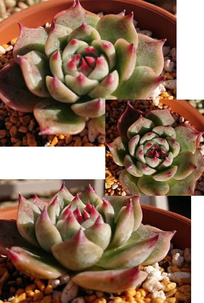 小さな庭の画像 by ゆまさん | 小さな庭と名前を教えて!と多肉植物とエケベリア好きと多肉だいすきとエケベリア属と多肉女子と君の名は