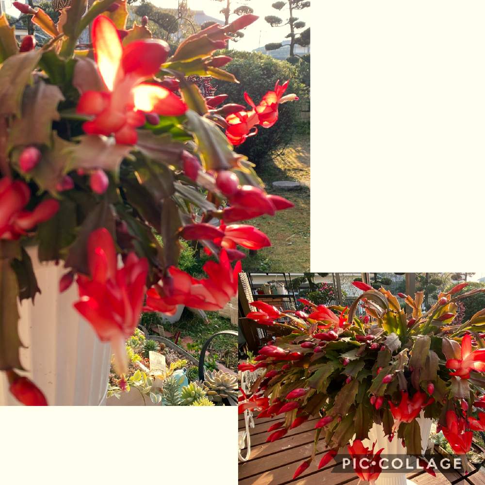 部屋の画像 by pagu mamaさん | 部屋とデンマークカクタス(シャコバサボテン)と花が好き❤とおうち園芸