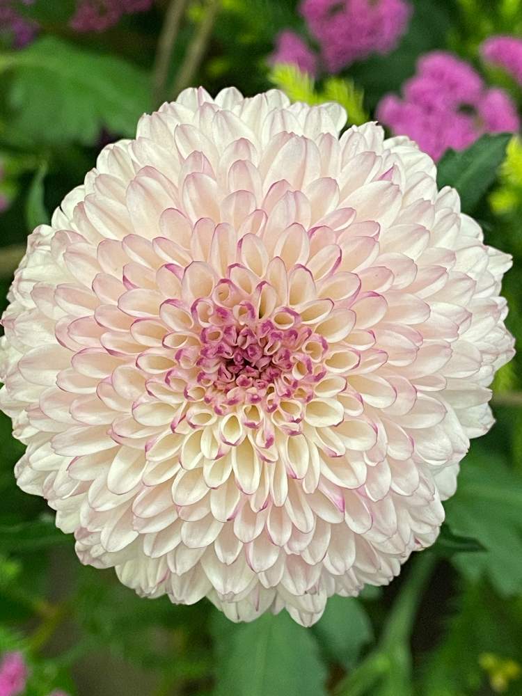 の画像 by スミサンさん | お出かけと癒しと花屋さんと散歩道とうすピンク色