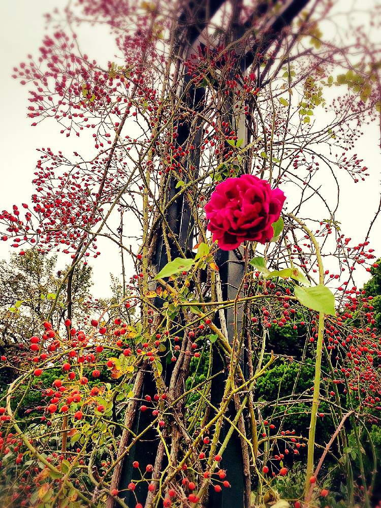 お出かけ先の画像 by EMIさん | お出かけ先と港の見える丘公園と紅い花と花のある暮らしと薔薇♪とお散歩と星の王子さまと1,000万枚突破
