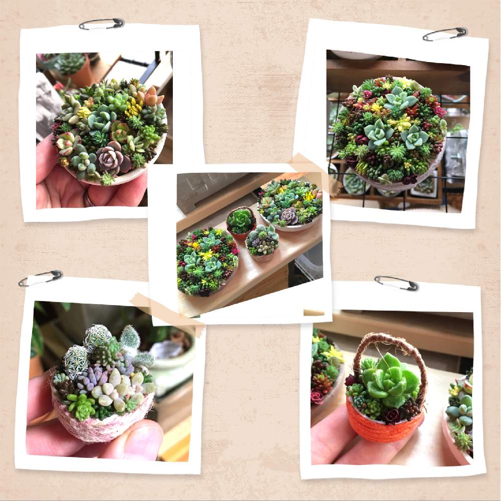 インテリアの画像 by ゆーちゃんさん | インテリアと多肉植物とチマ寄せと❤️M.family❤️とグリーン大好き♡と多肉女子と私の癒し╰(*´︶`*)╯♡と緑に癒される(´- `*)