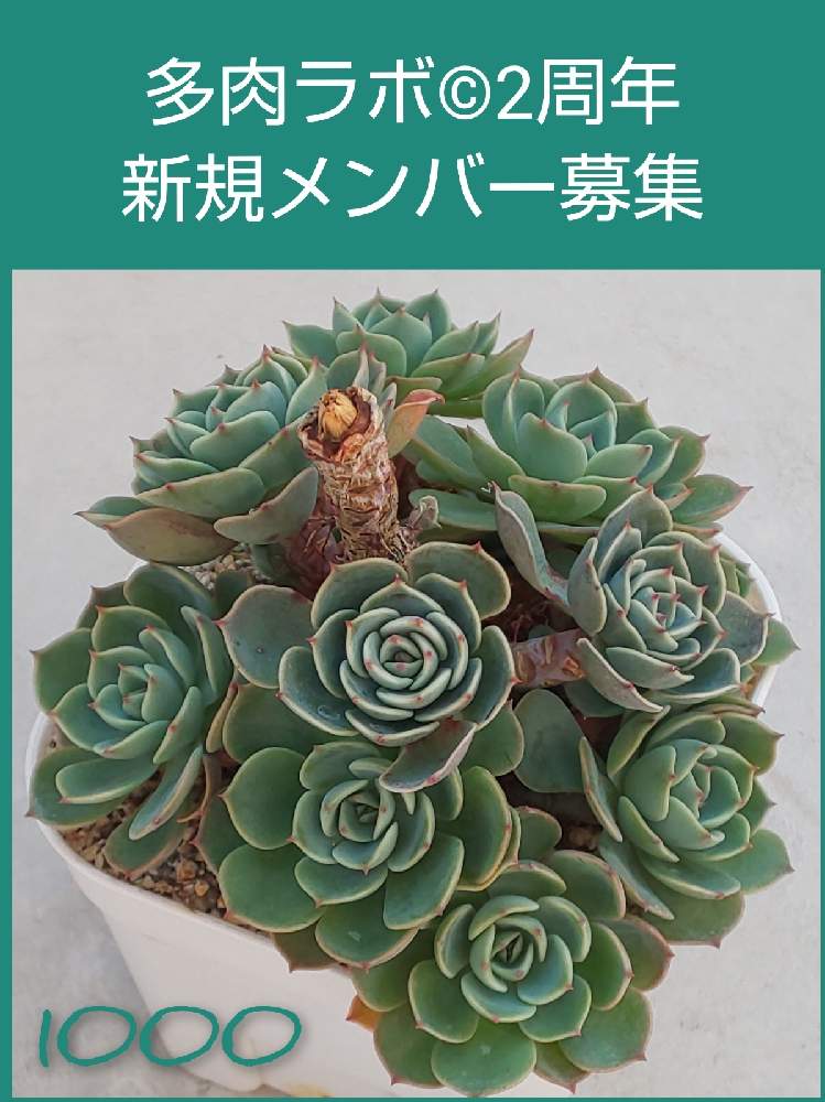 棚の画像 by たっちんさん | 棚と七福神と多肉植物とチーム2017と多肉のある暮らしとたっちんの七福神と多肉ラボ©とエケベリア属と花のある暮らしと多肉ラボ©について
