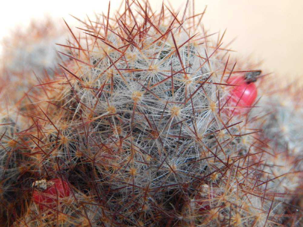 バルコニー/ベランダの画像 by Hiroshi_1953さん | バルコニー/ベランダとMammillaria proliferaとマミラリア プロリフェラと植物のある暮らしとNikon coolpix S9500とおうち園芸と鉢植えと珍奇植物と花のある暮らしとバルコニスト