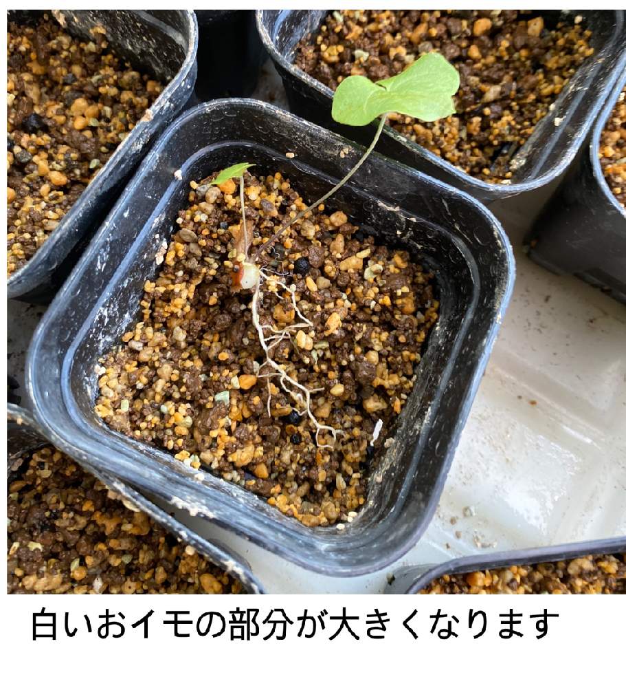 階段/廊下の画像 by ひいなさん | 階段/廊下とアフリカ亀甲竜とアフリカ亀甲竜 実生と多肉植物と塊根植物実生とコーデックスとおうち園芸とたにくにくにくと実生と塊根植物と小さなお庭とビザールプランツとコーデックスの実生