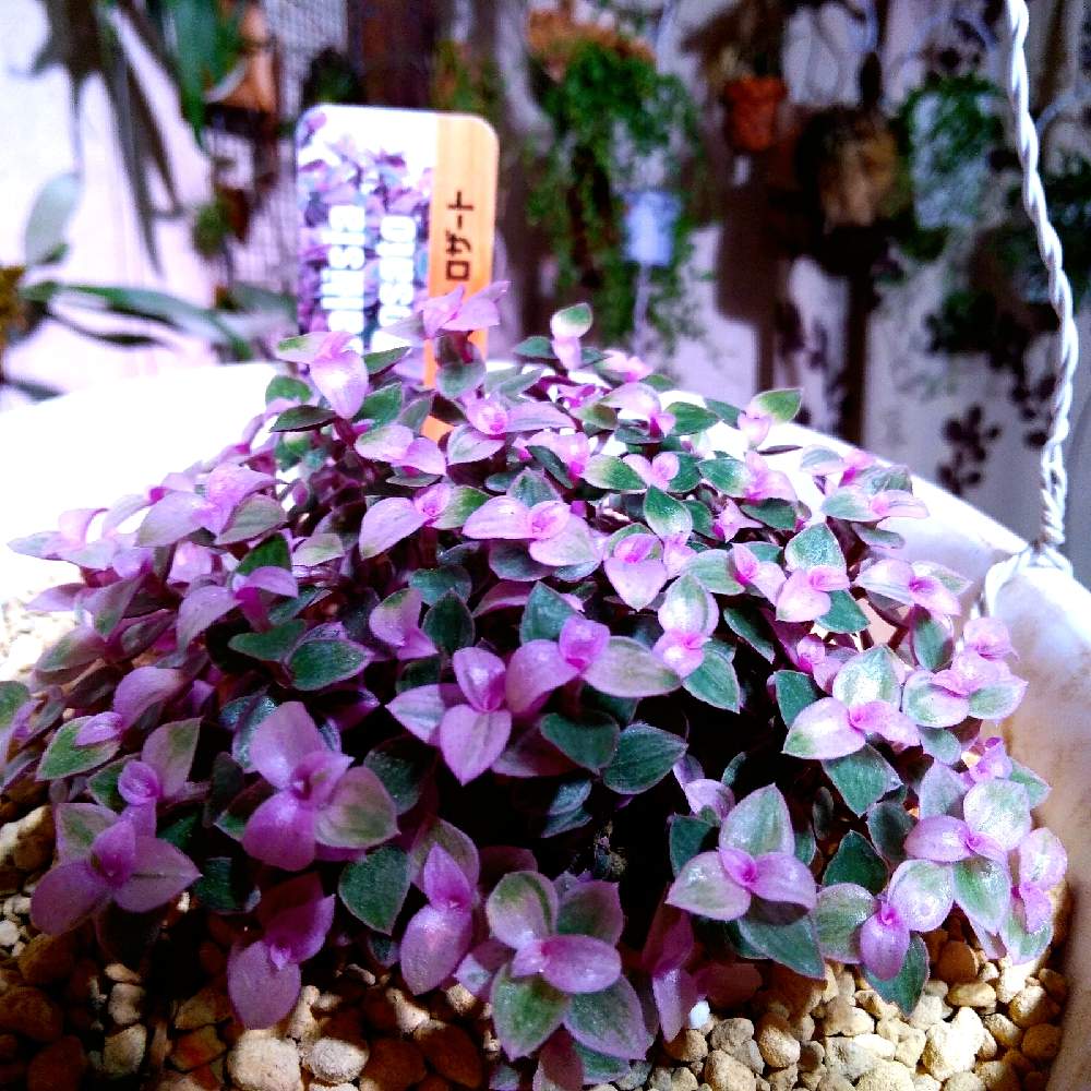 部屋の画像 by まりみさん | 部屋と植中毒とお部屋ジャングル化計画とおうち園芸とカリシア ロザート
