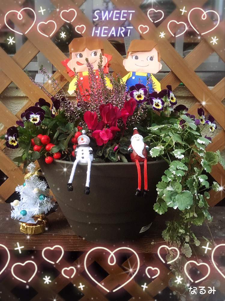 小さな庭の画像 by なるみさん | 小さな庭とガーデンシクラメン♡とチェッカーベリー♡と地球緑の防衛隊とビオラ♡とペコちゃん祭りとクリスマス月間とカルーナ 寄せ植えと季節の寄せ植え2020とおうち園芸とカルーナ ガーデン ガールズ♡と花のある暮らしとグレコマ♡