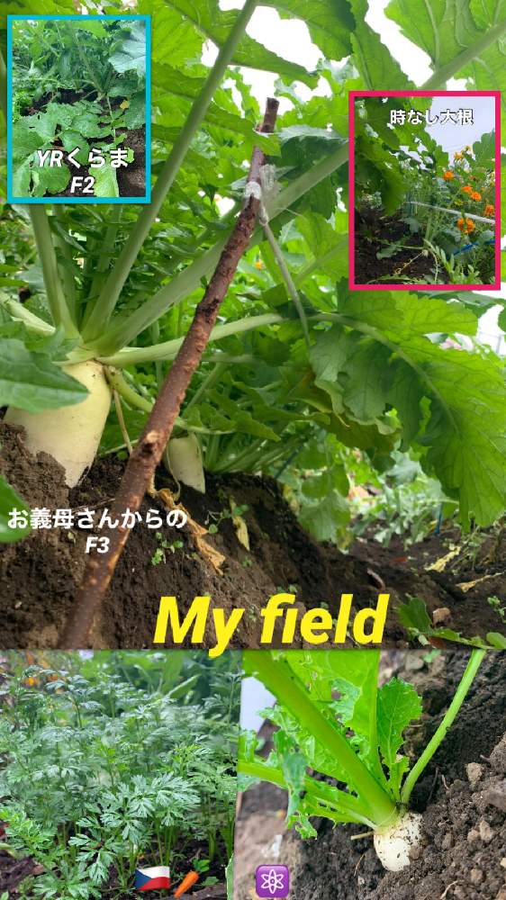畑の画像 by kane flowerさん | 畑とニンジンとミヤマコカブと時無し大根とお義母さんからの種F3とYRくらまF2と固定種 時無し大根と固定種 ミヤマコカブと固定種 丸ニンジンと家庭菜園とおうちde菜園と2020 K.F家庭菜園と私畑と埼玉県と今日の私畑と自家製野菜と無農薬有機栽培と無農薬 無化学肥料栽培とK.F家庭菜園と固定種と交配種 子孫と無農薬 無施肥