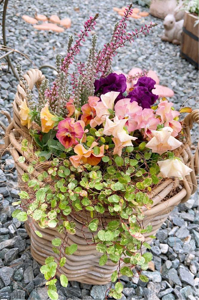 小さな庭の画像 by Vさん | 小さな庭と多肉植物と観葉植物とばら バラ 薔薇とドライフラワーとプランターと寄せ植えと花壇とおうち園芸とカゴ寄せと成長記録用とガーデニング雑貨とハーブとガーデニング初心者とリースとDIYと成長記録とガーデニングとお庭と葉挿しと多肉初心者