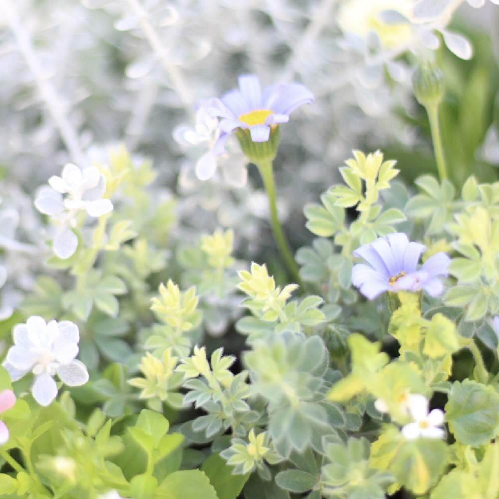 小さな庭の画像 by toto*coさん | 小さな庭とロータスブリムストーンと寄せ植えと癒しと季節の花とおうち園芸とナチュラルとナチュラルスタイルとガーデニングと花のある暮らしとグリーンリーフと見てくれてありがとう♡と小さなお庭とリーフとグリーンとロータスブリムストーン♡