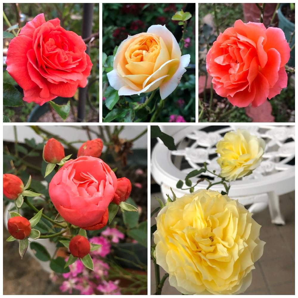 の画像 by うふふさん | ばら バラ 薔薇と水曜ローズショーと薔薇に魅せられてとバラのある暮らしとうふふの薔薇とうふふのイエローローズと薔薇が好き❤とお花が好き♡とGSでバラ園と花のある暮らしとチーム愛知