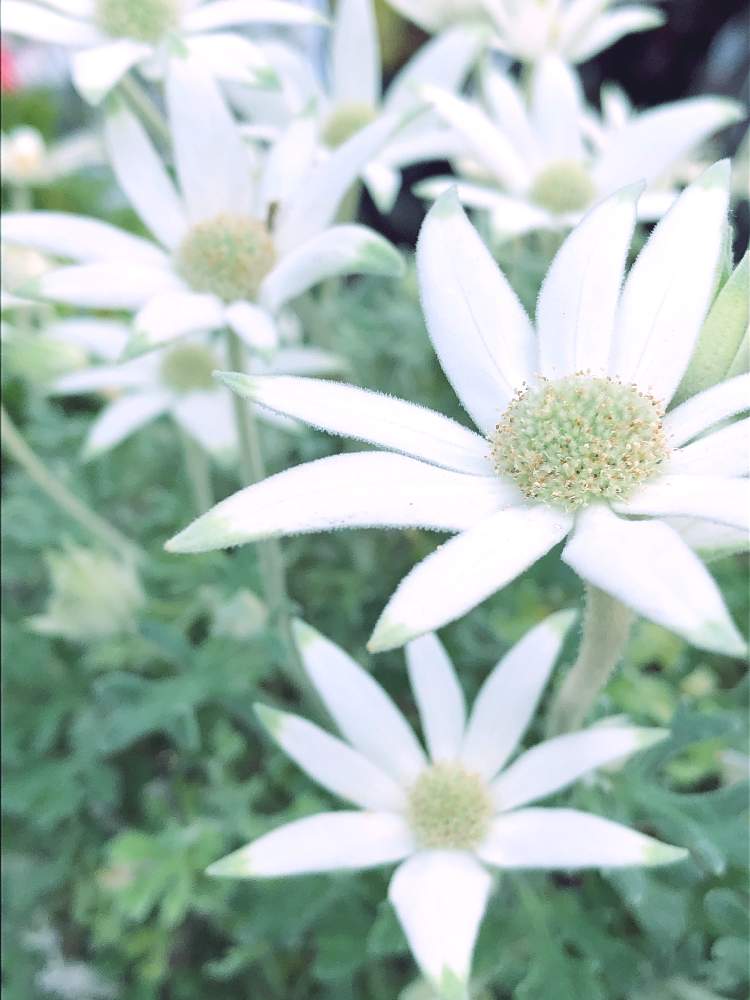 の画像 by ぽ〜め〜ままさん | フランネルフラワーと皆様にありがとう♡と♡優しさに感謝♡と☆おやすみ☆と(ㅅ˘˘)♡*.+゜感謝♡とおうち園芸とダイスキ♡( 〃 ❛ᴗ❛ 〃 )♡と♡ 綺麗 ♡と✧︎iPhone8撮影✧︎とだ〜い好き⁂と諒音!頑張って!!と医療現場の人々に感謝と♡私の癒しと花のある暮らしとღ㋔㋡㋕㋹㋚㋮ღと✩.*˚願い☆。.:*・゜と❤️ 感謝 ❤️とお願いします(>人<;)とコロナ現場医師の悲痛な叫びと♡美しい♡