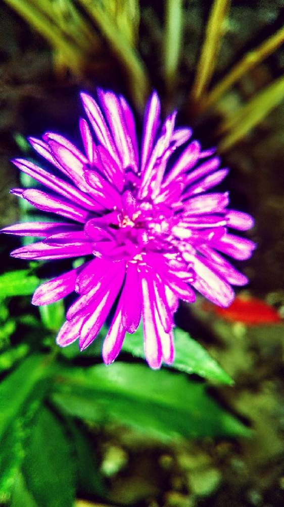 広い庭の画像 by TOTOROGAOさん | 広い庭とドウダンツツジの葉✨紅葉と#お花好き✨と植物のある暮らしと森の Powerと野あざみと私に、出来る ささやかな 想いと自然と 共にと# スマホ写真と# 私の 好きな 花 ☆とGSのみなさんに感謝♡と八ヶ岳への 道のり✨と大地✨地球上☆生命体と# 山野草と元気に Go!とcan doと#花のある暮らしとエールとガーデニングと素敵な仲間たちと#写真好き