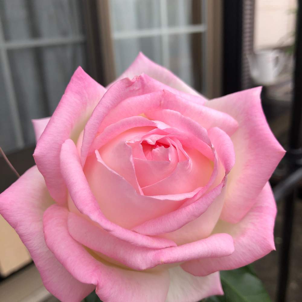 小さな庭の画像 by ぷるんさん | 小さな庭とプリンセスドゥモナコとばら バラ 薔薇とグラデーションと水曜ローズショーとお庭のお花とナチュラルガーデンと小さな庭でとおうち園芸と薔薇が好き❤と庭のある暮らしと綺麗な色♡と花のある暮らし