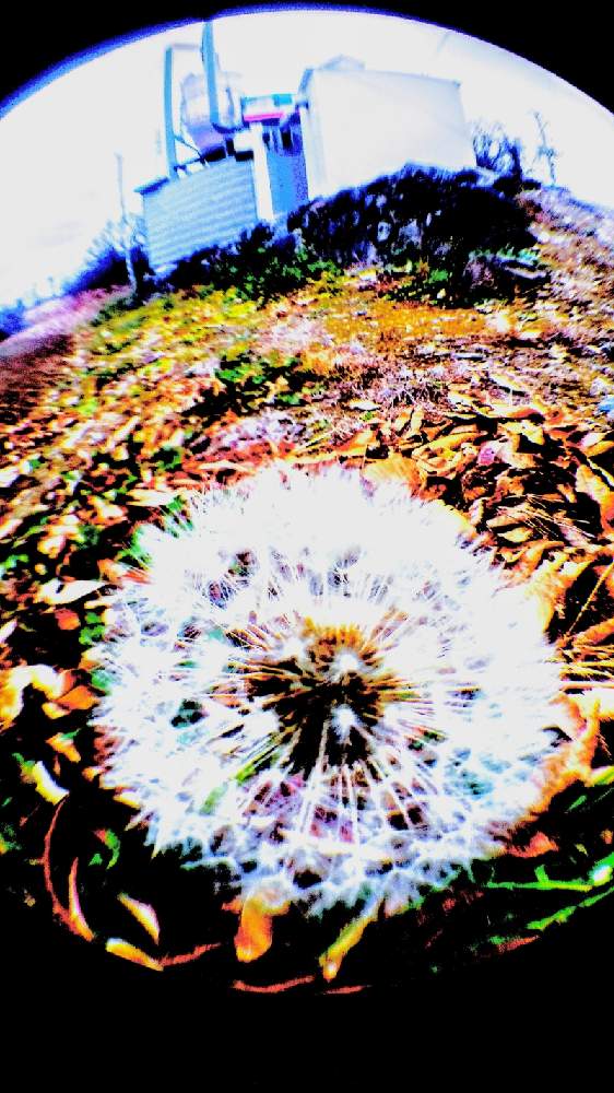 お出かけ先の画像 by TOTOROGAOさん | お出かけ先と紅葉 落葉と#お花好き✨と植物のある暮らしと森の Powerと野あざみと自然と 共にと# スマホ写真と# 私の 好きな 花 ☆とGSのみなさんに感謝♡と八ヶ岳への 道のり✨と大地✨地球上☆生命体と# 山野草と元気に Go!と#花のある暮らしとエールとガーデニングと素敵な仲間たちと散歩で見つけた素敵✨と#写真好き