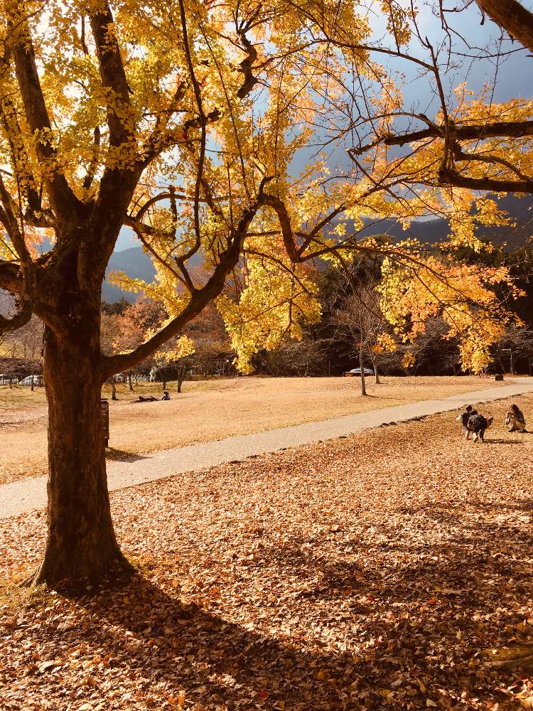 お出かけ先の画像 by 花庭さん | お出かけ先と名前を教えて!と紅葉フォトコン2020