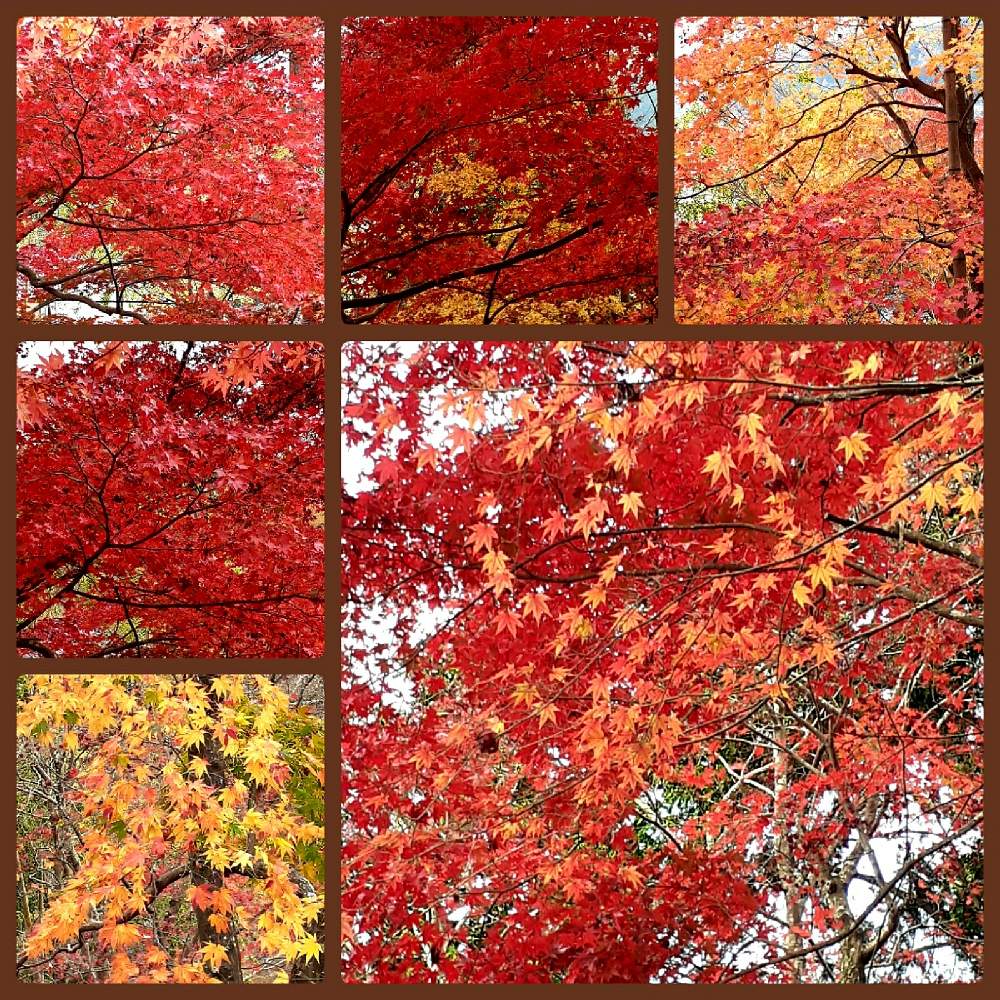 お出かけ先の画像 by フミピーさん | お出かけ先と可愛いお花とおうち園芸と写真加工と朝散歩と外出先にてと可愛い多肉ちゃん