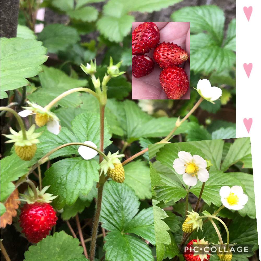 小さな庭の画像 by カンパニュラさん | 小さな庭とイチゴとす・き(*´꒳`*)と鉢植えと小さな花と赤い実とかわいい❤と白い花♡