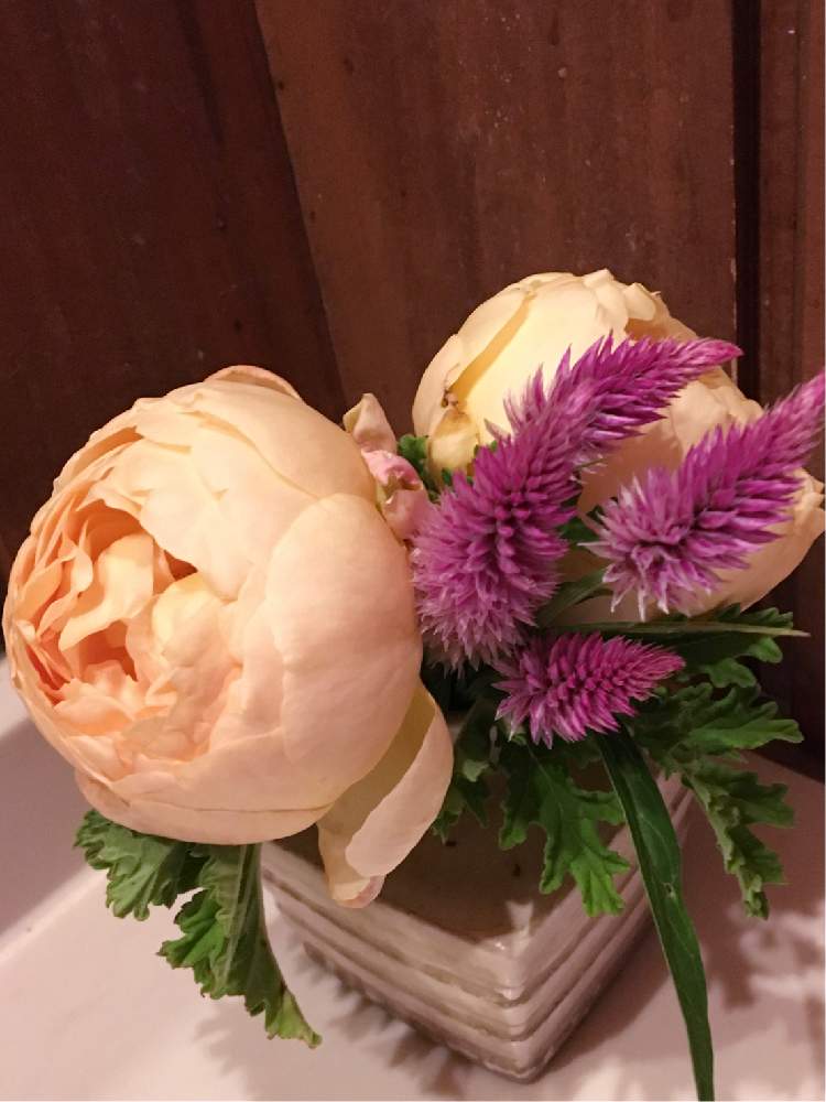 お出かけ先の画像 by rose antiqueさん | お出かけ先とERジュードジオブスキュアと薔薇♡と薔薇好きとうっとり♡といい香り♡とバラを楽しむと可愛い♡