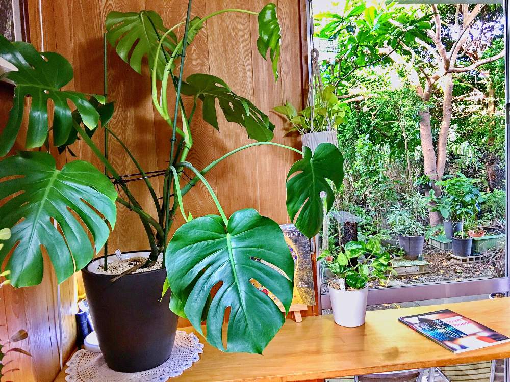 部屋の画像 by sena78さん | 部屋とモンステラ属と観葉植物とお部屋と観葉植物-2020とお部屋とsenaのアトリエと沖縄とGSミニモニ。と沖縄タニラーと沖縄北部とお部屋ジャングル化計画とインテリアグリーンとGS植物うちなーぐち会とアトリエ